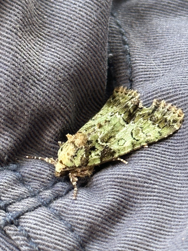 Papillon de nuit magnifique.jpeg